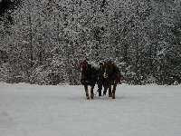 One of the handlers bringing the team through the fresh falling snow
